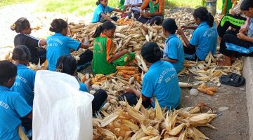 Panen Jagung di SMAK Santa Filomena Mena, Siswa Belajar dari Lahan Sekolah